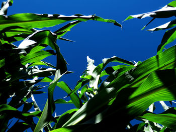 Low angle view of leaves against blue sky on sunny day