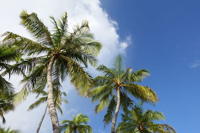 Low angle view of palm tree against sky