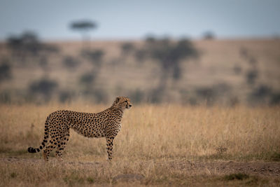 Side view of cheetah on grassy field during sunny day