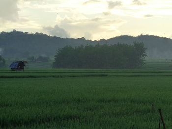 Scenic view of agricultural field against sky