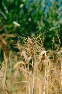 Close-up of wheat growing on field