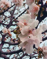 Close-up of cherry blossom