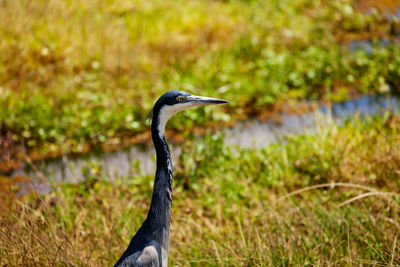 Close-up of a bird