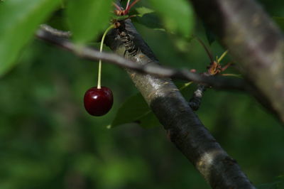 Close-up of red berries growing on tree