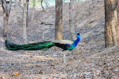 Peacock on a tree