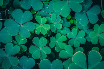 Full frame shot of raindrops on leaves