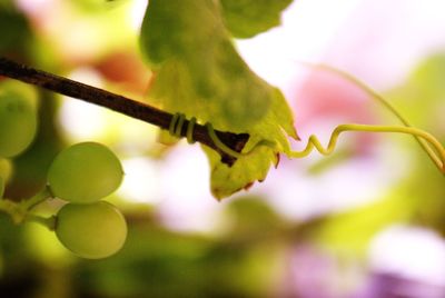 Close-up of insect on leaf