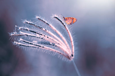 Close-up of butterfly