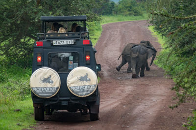 View of elephant on road amidst plants