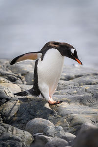 Gentoo penguin waddles over rock by sea