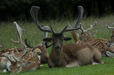 Deer in a field