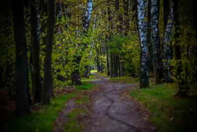 Footpath amidst trees in forest