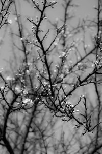 Close-up of flower tree against sky