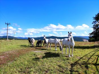 Horses on the field