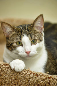 Close-up portrait of a cat