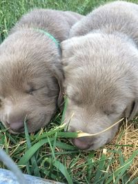 Close-up of dog sleeping on field