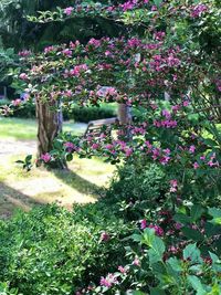 Pink flowering plants in garden