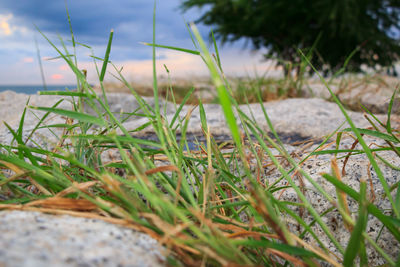 Close-up of grass on field