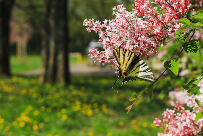 Close-up of butterfly pollinating on flower