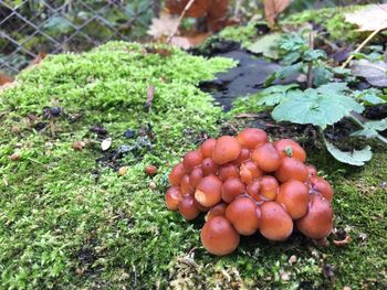 Close-up of tomatoes on field