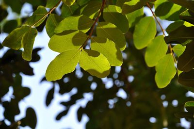 Low angle view of plant