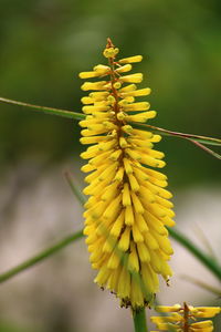 Close-up of yellow flower