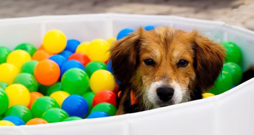 Close-up portrait of dog at ball pool