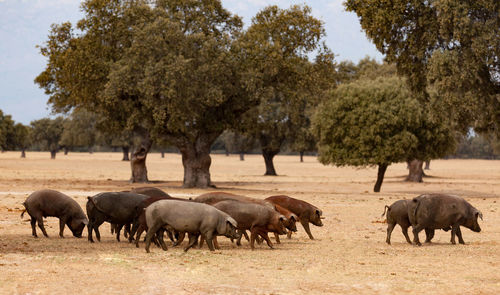 Horses in a field