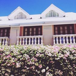 Low angle view of flowers in front of house