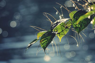 Close-up of insect on plant