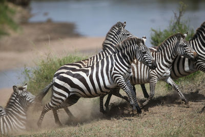 Zebra standing on field