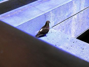 Close-up of bird