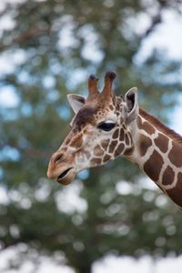 Close-up portrait of giraffe