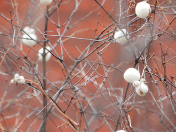 Close-up of berries growing on tree