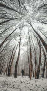 Low angle view of trees