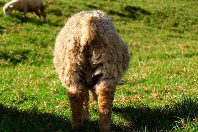 Close-up of sheep grazing on field
