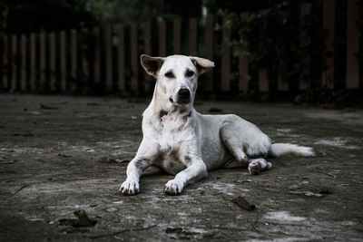 Portrait of dog