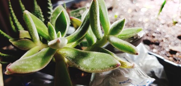 High angle view of succulent plant