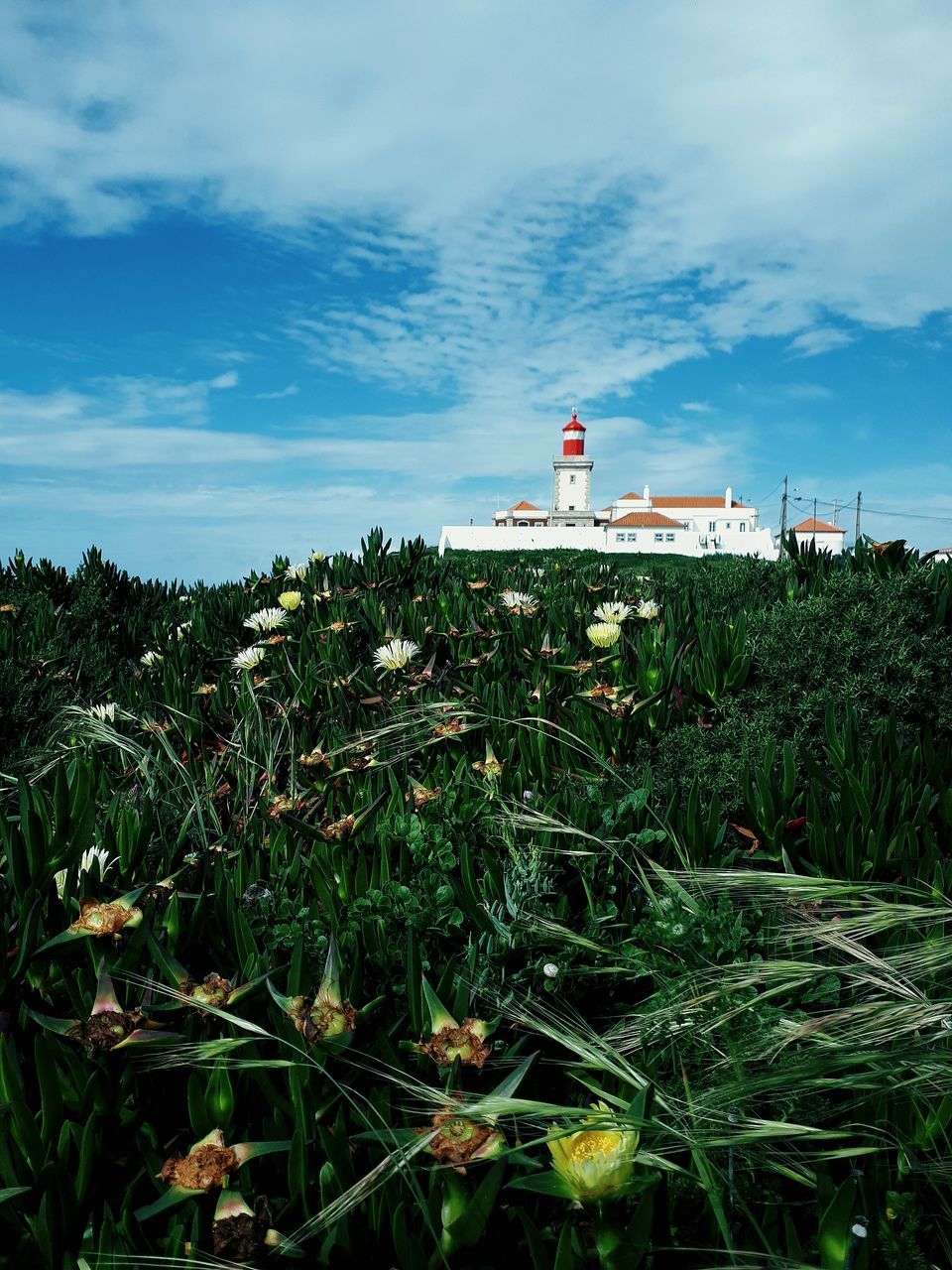 sky, plant, lighthouse, cloud, nature, grass, architecture, land, flower, built structure, tower, green, building exterior, guidance, rural area, growth, sea, coast, building, field, outdoors, horizon, landscape, day, beauty in nature, environment, hill, agriculture, no people, security, protection, water, scenics - nature, sunlight, tranquility