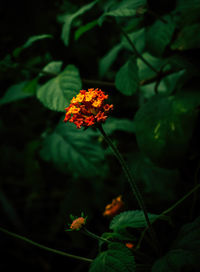 Close-up of flowering plant