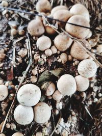 High angle view of mushrooms growing on field