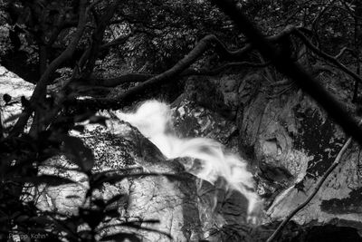 Branches of tree trunk