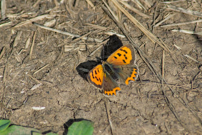 High angle view of butterfly