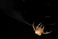 Close-up of spider on web against black background