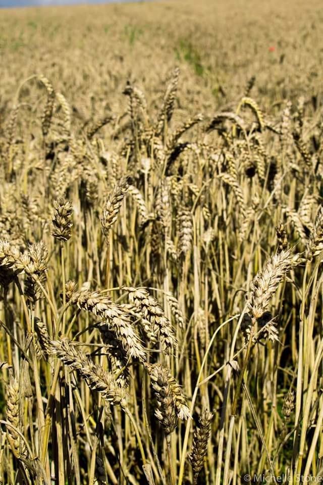 CLOSE-UP OF WHEAT CROP