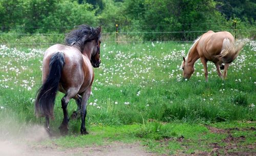 Horse on field