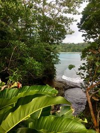 Scenic view of lake in forest