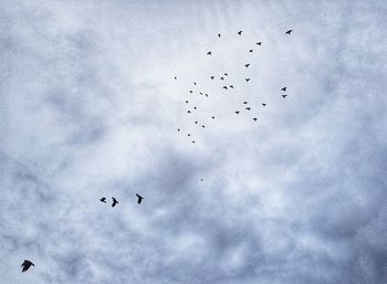 Low angle view of birds flying in sky