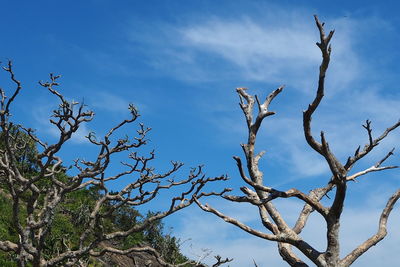 Low angle view of bare tree against sky