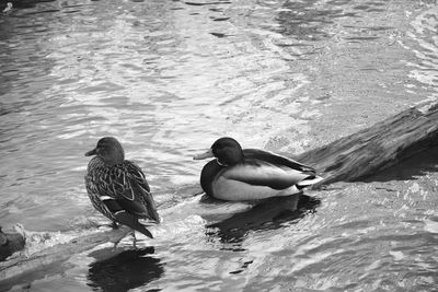 High angle view of ducks swimming on lake